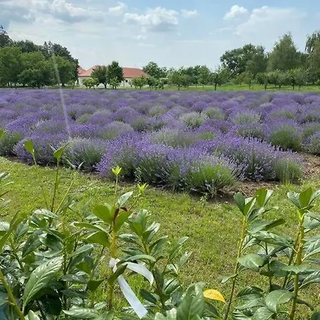 Zsuzsi Vendeghaz Tatil Evi
